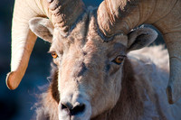 Bighorn Sheep