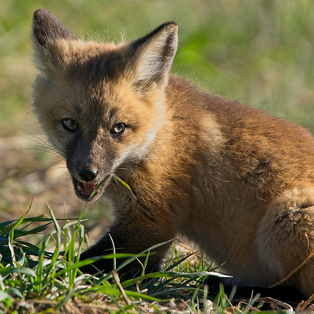 Fox Kit-7658