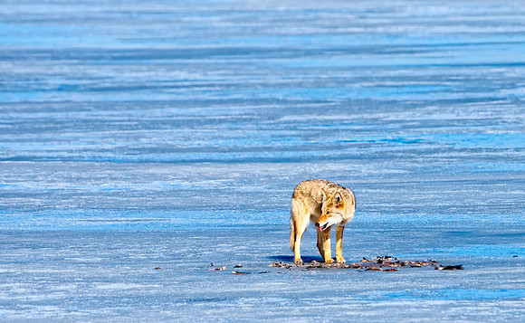 Coyote-7319-2