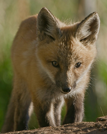 Fox Kit-7058