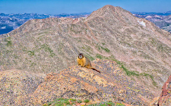 WAW-Marmot-6640-