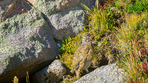 Ptarmigan-5328-1