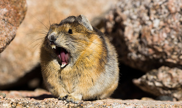 Pika Yawn-4684-4684