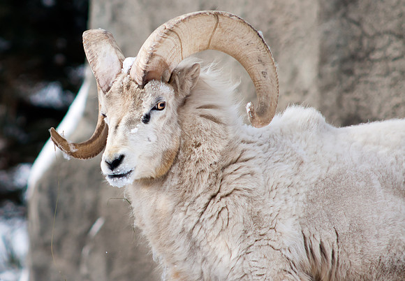 Dall Ram 2-