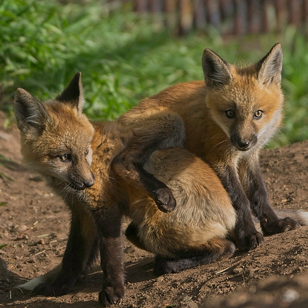 Fox Kits-8388