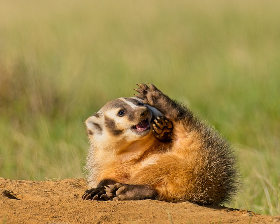 Badger-00273