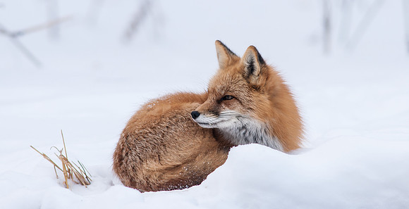 Snow Grumpy-7381