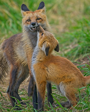 Fox Kits-0246_Export