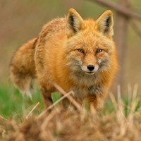 Updated Foxes