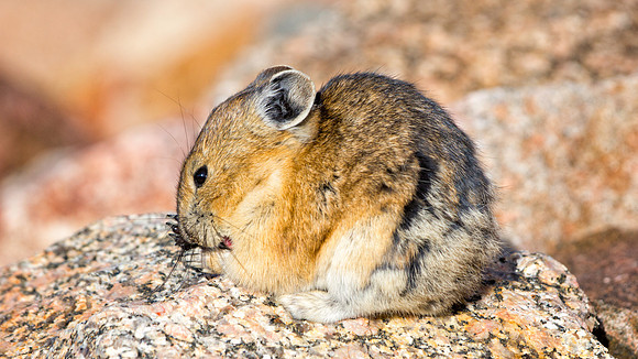 Pika-Cleaning-3859-