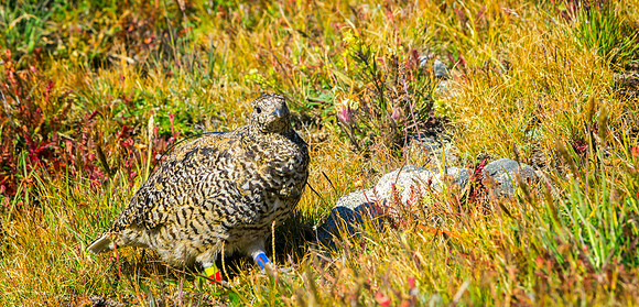 Ptarmigan-5209-1