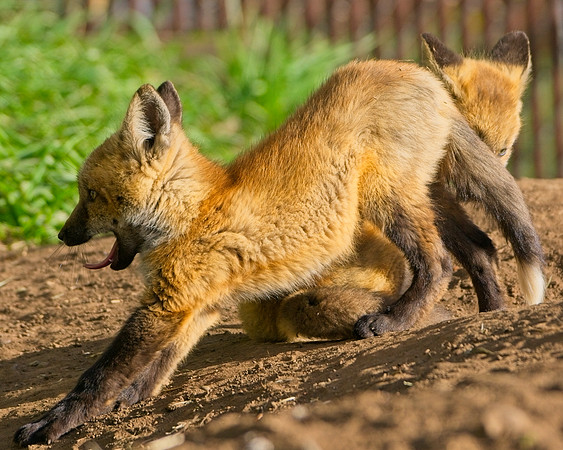 Fox Kits-8225_Export