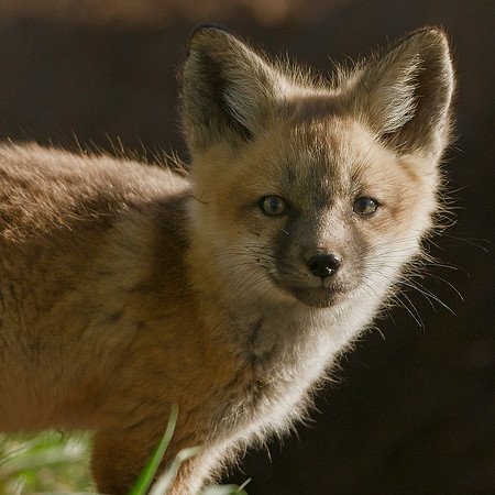 Fox Kit-7007