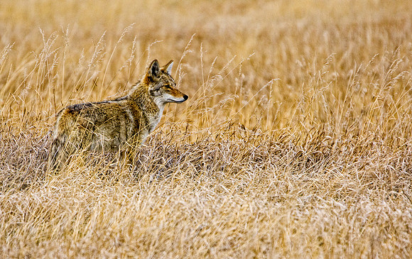 Coyote-0700-0700