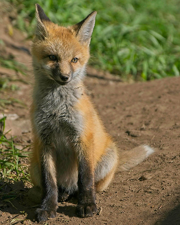 Fox Kits-7961