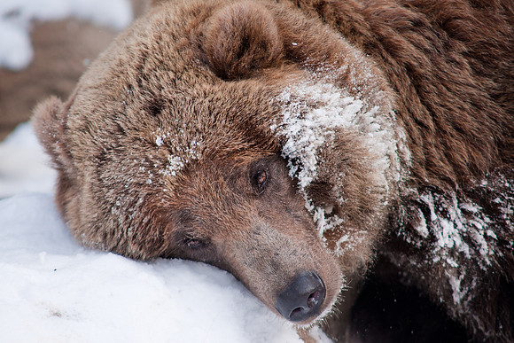 Grizz 1-