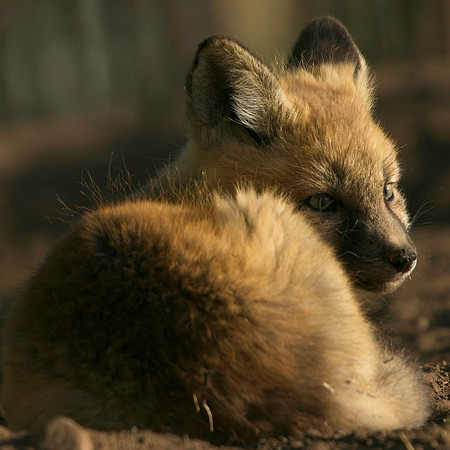 Fox Kits-8157