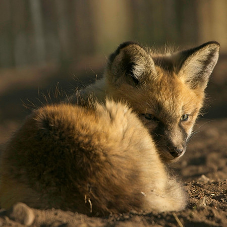 Fox Kits-8151