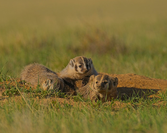 Badger-00164