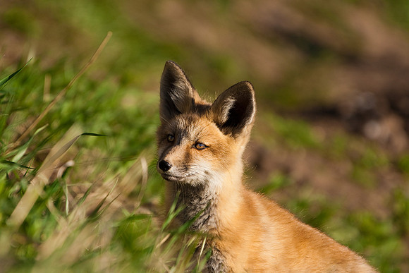 Fox Kit-4637