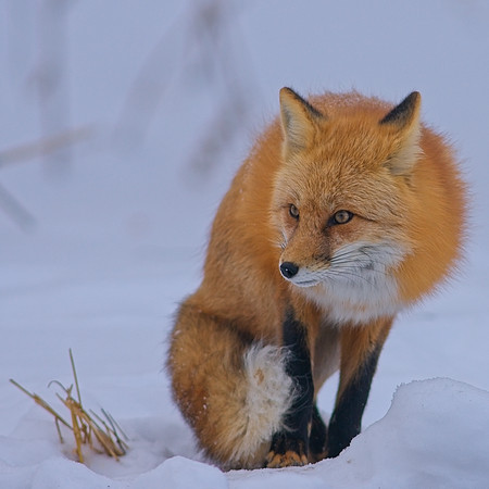 Fox-7314