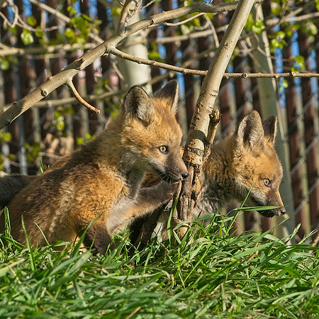 Fox Kit-7278