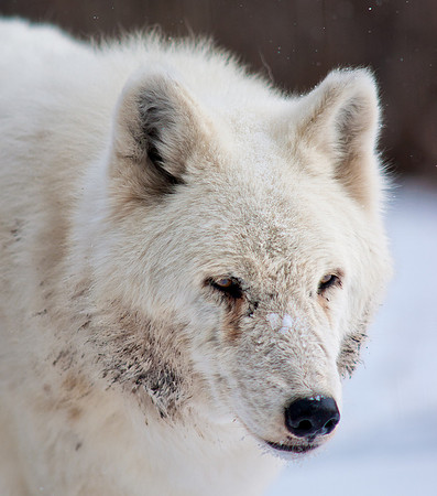 Wolf 4-