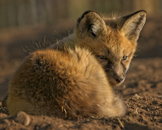Fox Kits-8151_Export