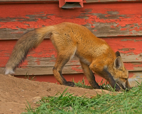 Fox Kits-0353_Export