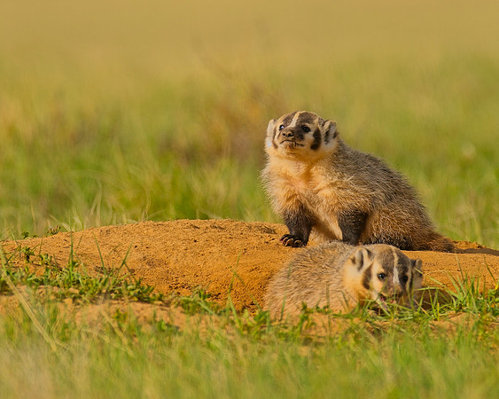 Badger-00431