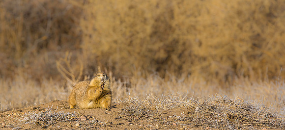 Prairie Dog Waving-1821-1821