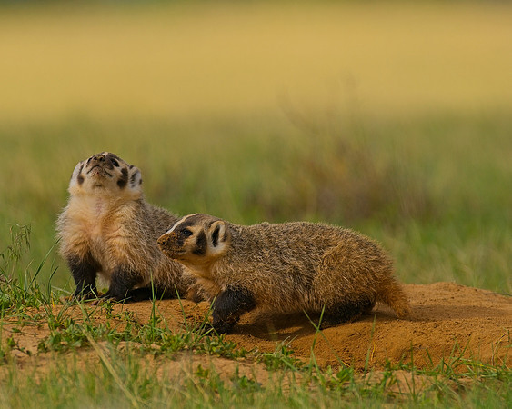 Badger-00472
