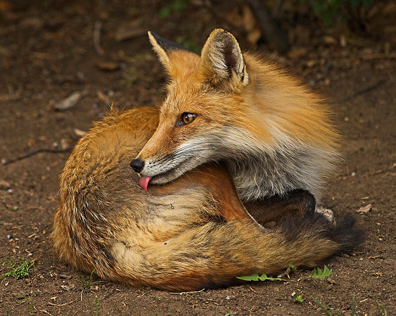 _JAY3171