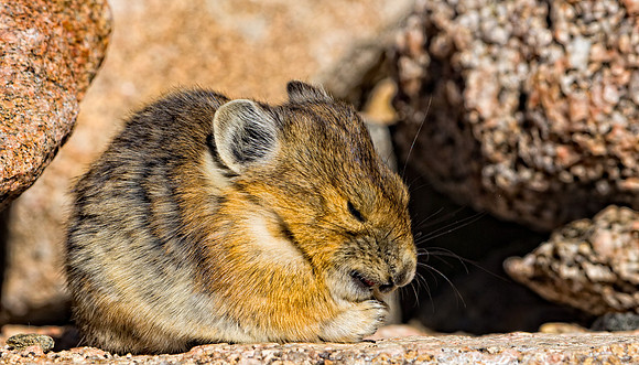 Pika-4632-2