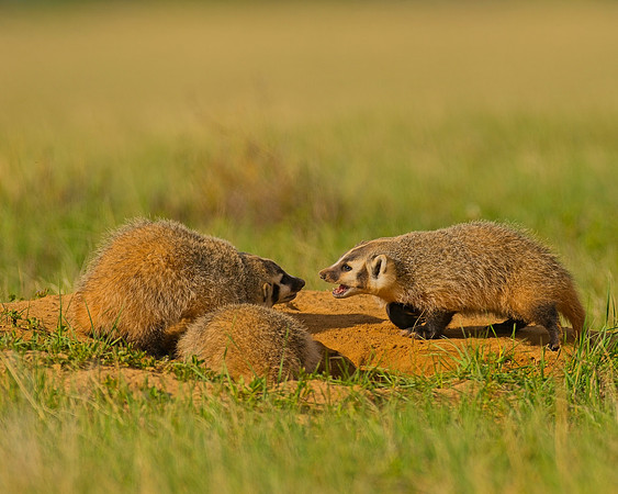 Badger-00395