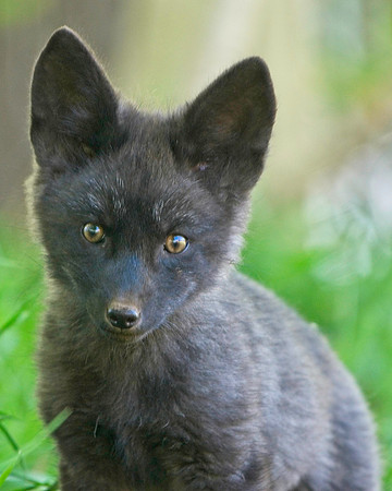 Fox Kits-0206
