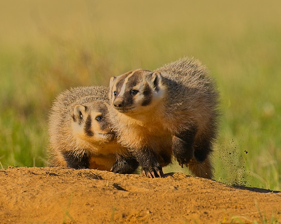 Badger-00202