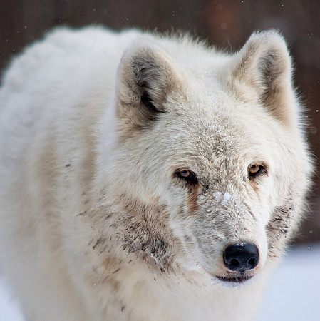Wolf 1-