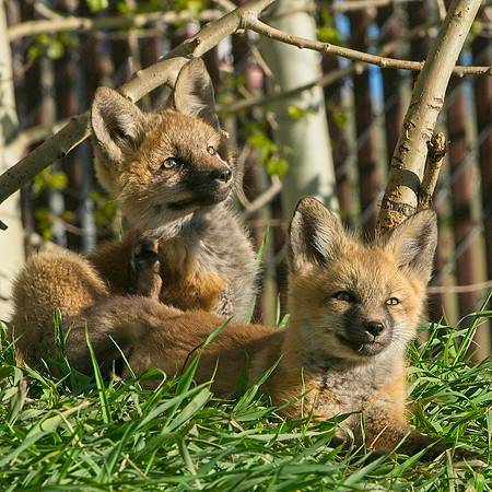 Fox Kit-7298
