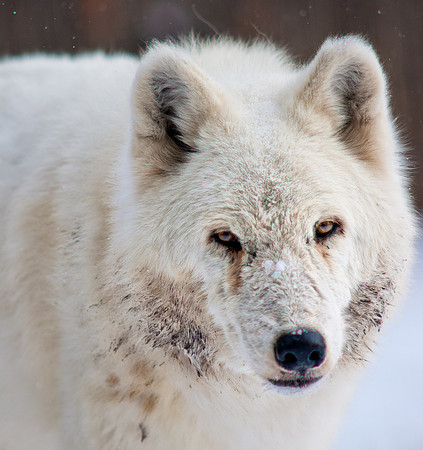 Wolf 2-