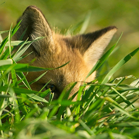Fox Kit-7004