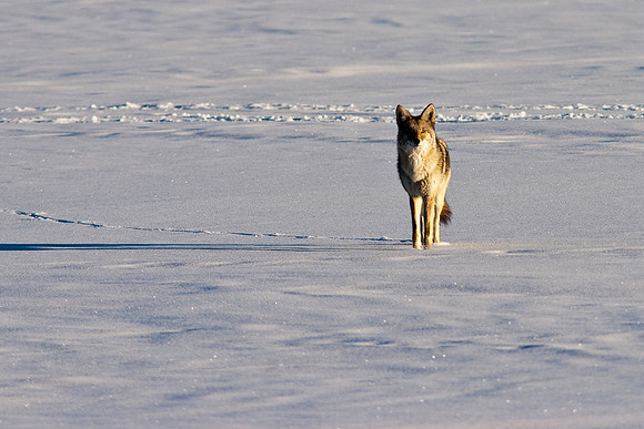 Coyote-8117.jpg