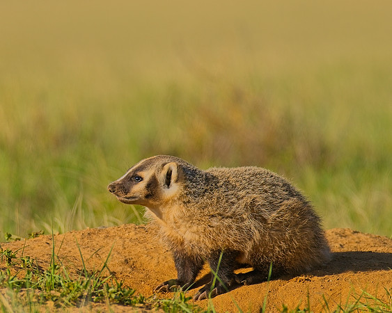 Badger-00185