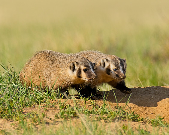 Badger-00303