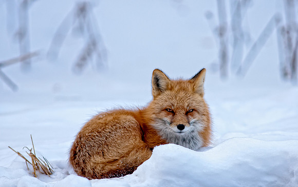 Fox-redo-7416-2