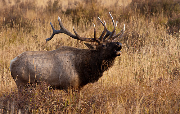 Bull-4051