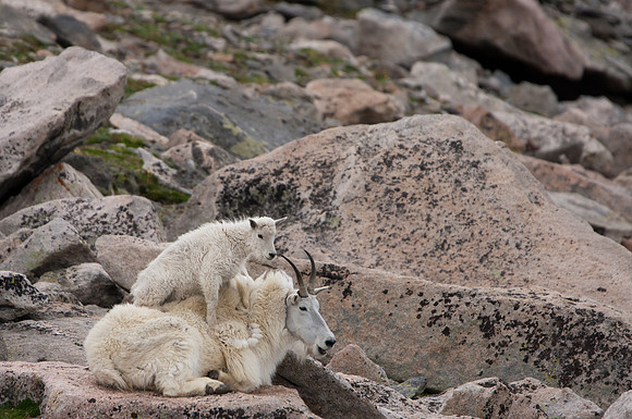 Mountain Goat-5198