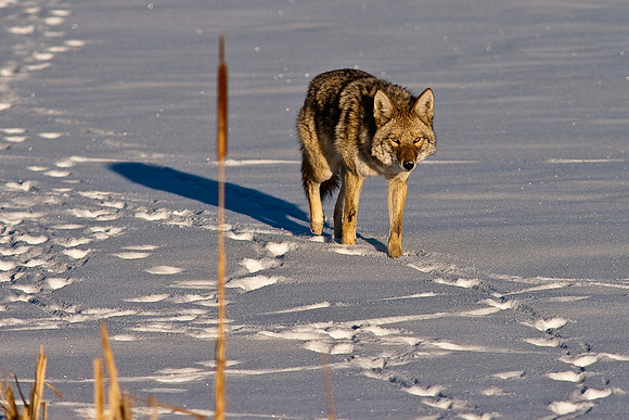 Coyote-8198.jpg