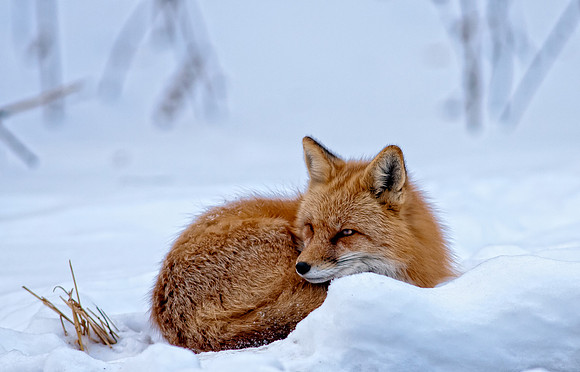 Fox-redo-7408-2