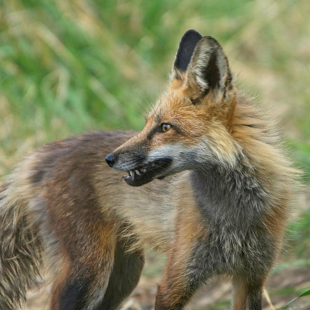 Fox Kits-0235